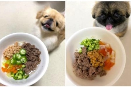 鹿肉ミンチの与え方